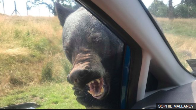 Woburn Safari Park black bear attacks family's car